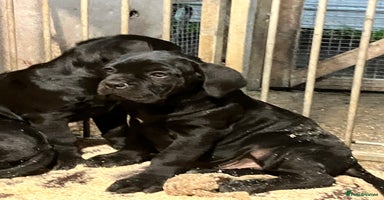 Cane Corso dogs - Advert 14
