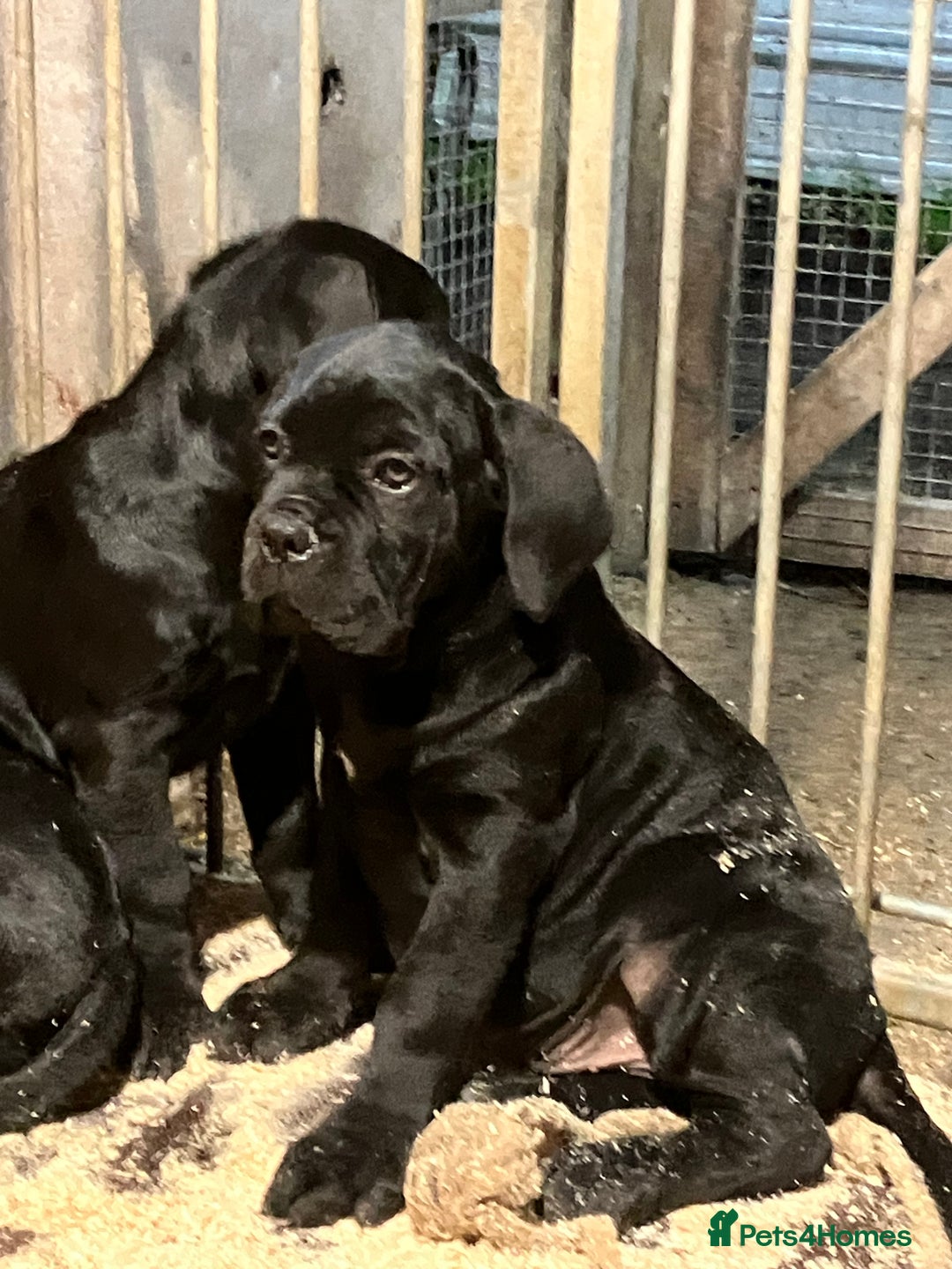 Cane Corso dogs for sale: All are now sold  - Advert 5
