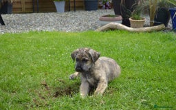 Irish Wolfhound dogs for sale: Irish Wolfhound Puppies For Sale - IKC Registered  - Image 3