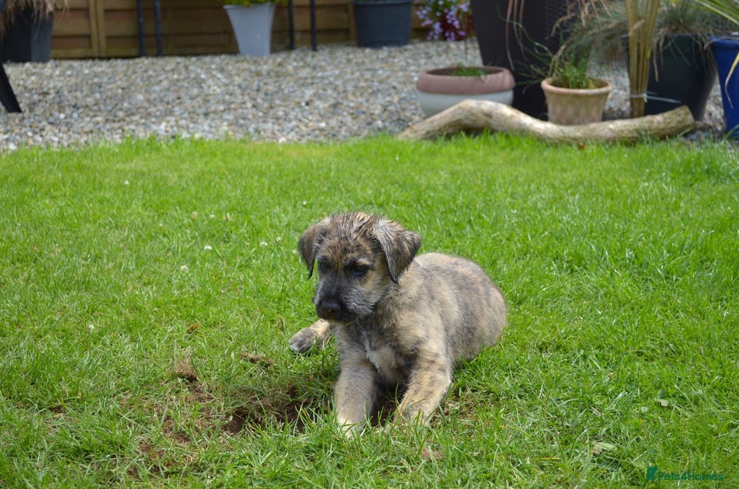 Irish Wolfhound dogs for sale: Irish Wolfhound Puppies For Sale - IKC Registered  - Image 3