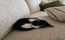 British Shorthair cats for sale: 5 beautiful kittens ready for a new home  - Image 1