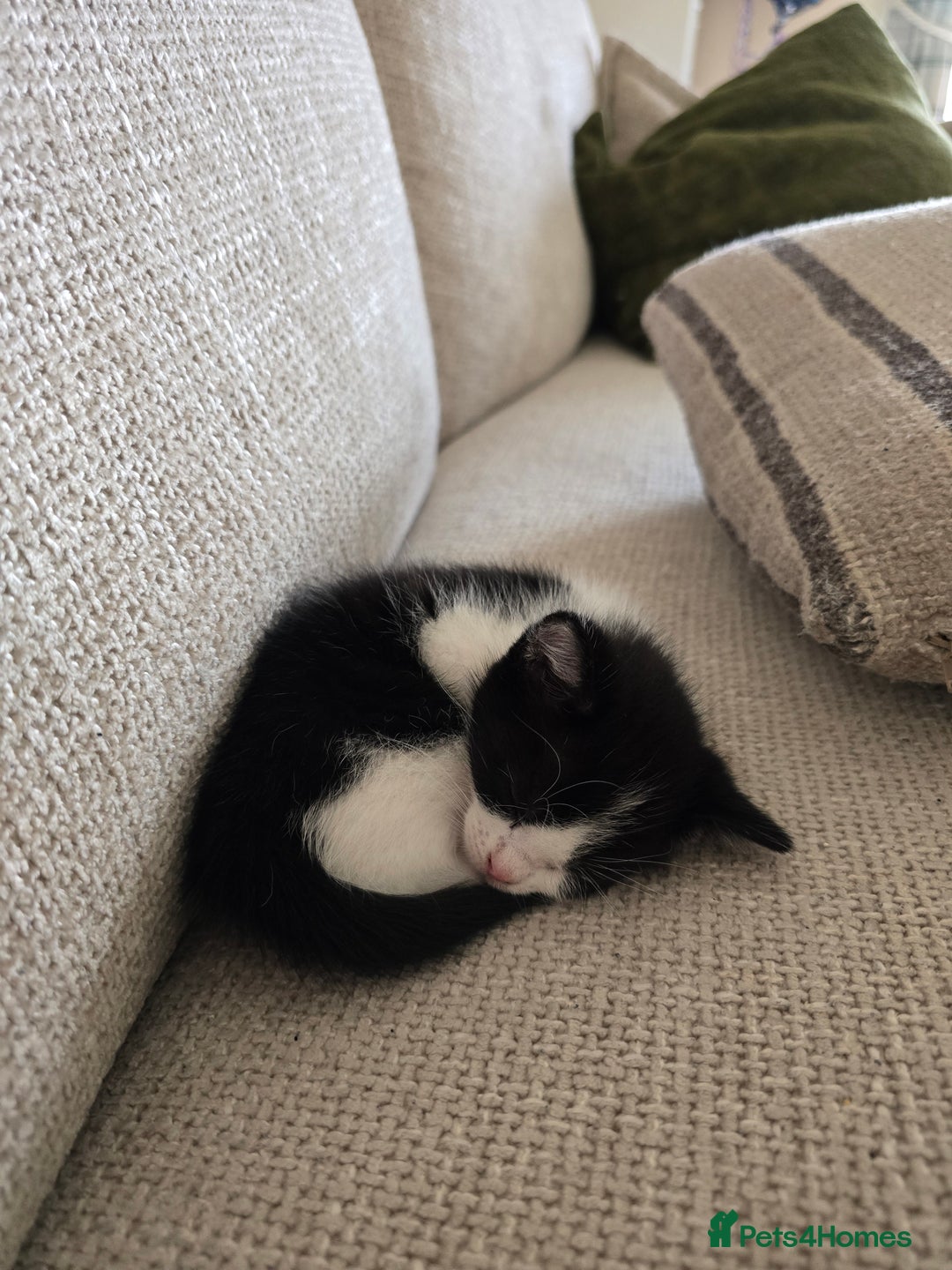 British Shorthair cats for sale: 5 beautiful kittens ready for a new home  - Image 1