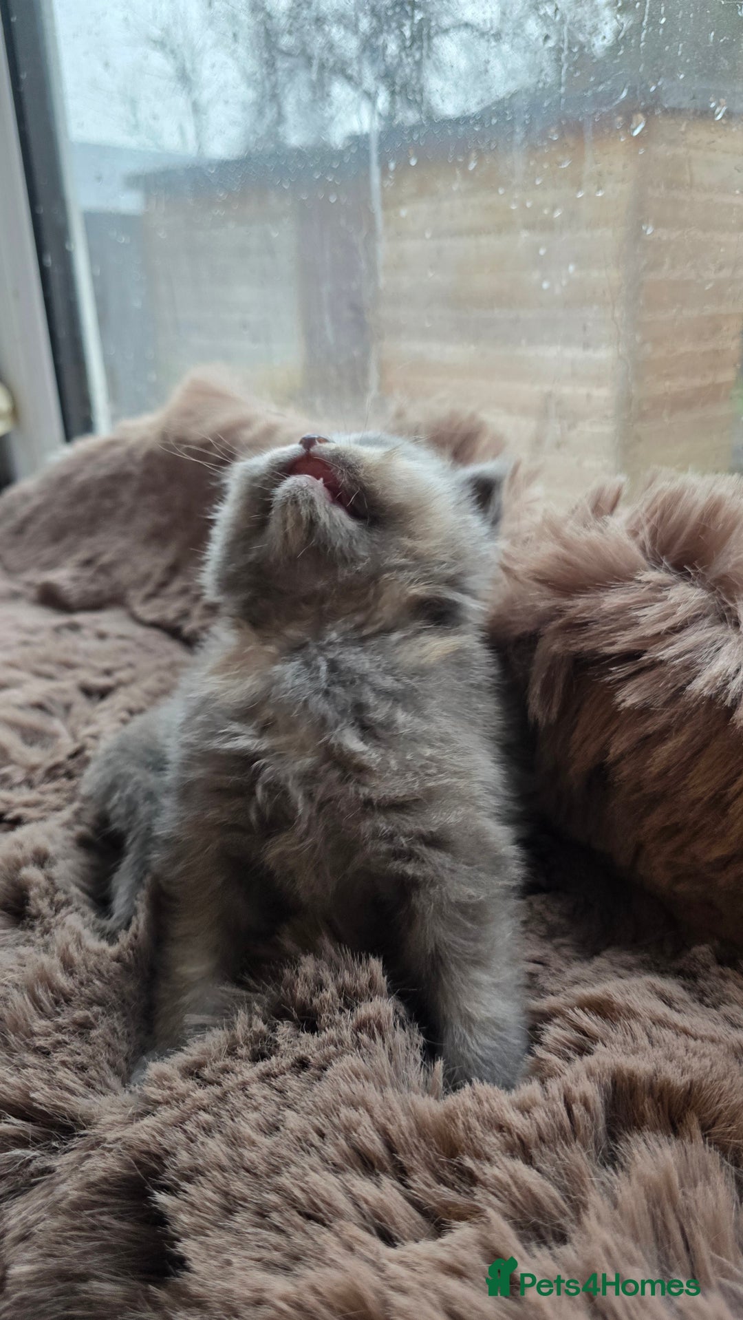 Maine Coon cats for sale: Stunning Mainecoons - Advert 8