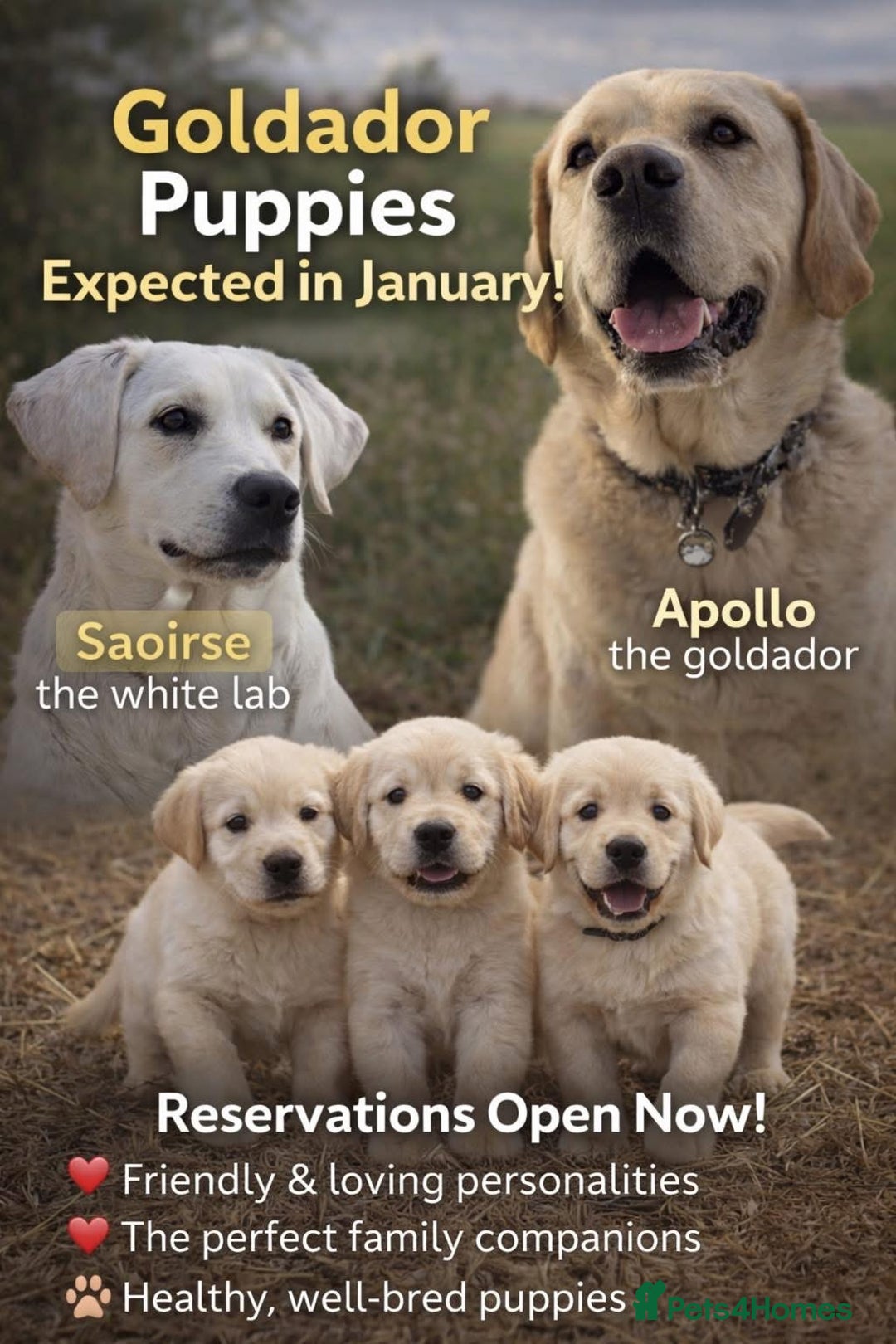 Goldador dogs for sale: Superb Goldador Puppies expected - Advert 3