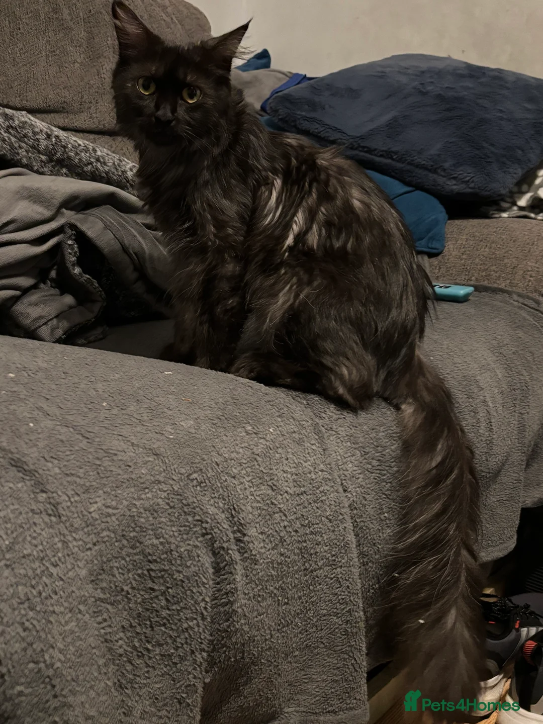 Ragcoon cats for sale: Beautiful Ragcoons in Ringwood - Advert 4