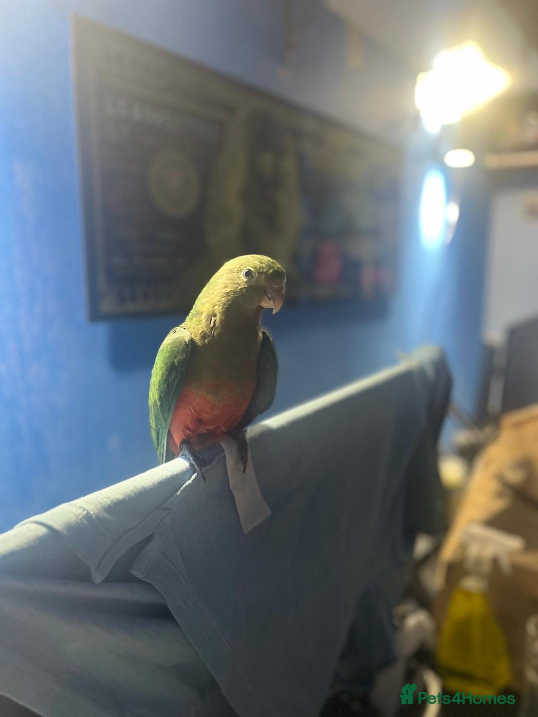 Parakeets birds for sale: Australian King Parrakeet - Advert 3