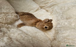 Netherland Dwarf rabbits for sale: Netherland Dwarf bunnies - Image 6