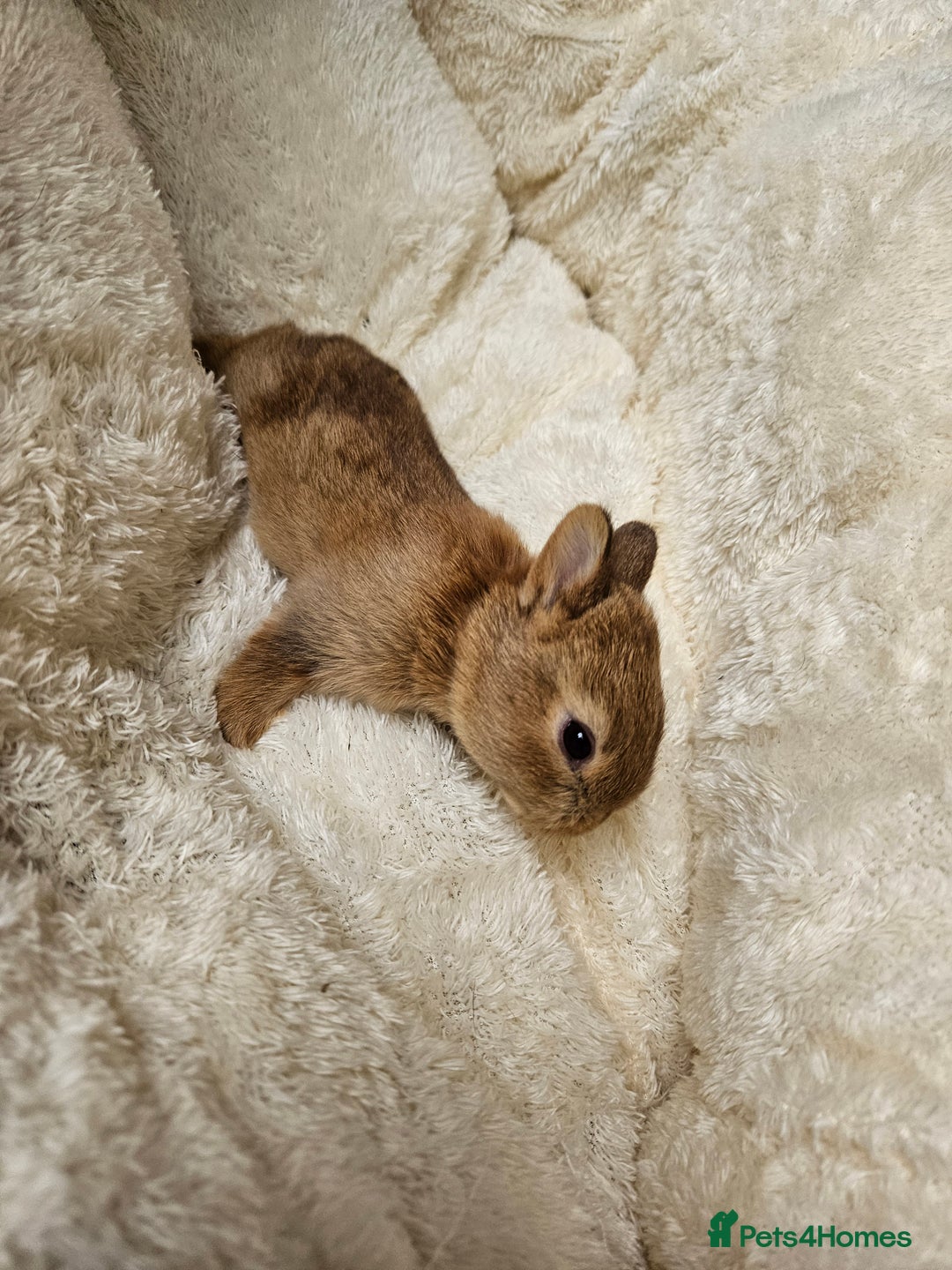 Netherland Dwarf rabbits for sale: Netherland Dwarf bunnies - Image 6