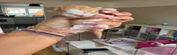 Mixed Breed cats for sale: Beautiful kittens  - Advert 2