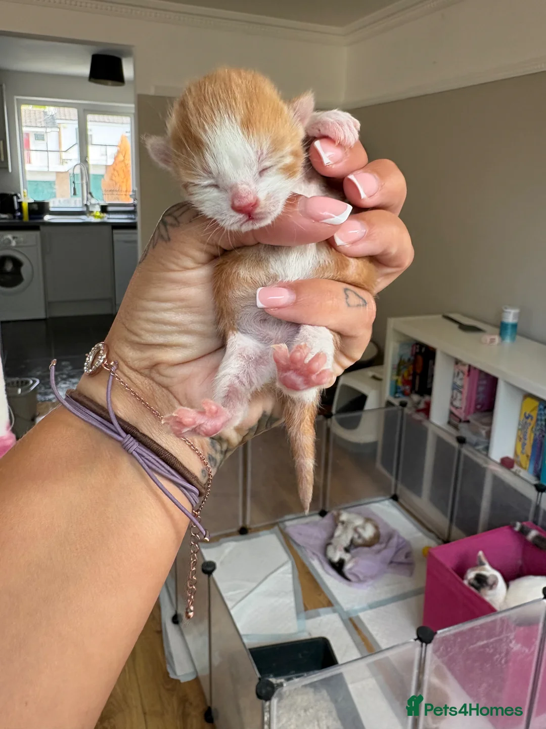 Mixed Breed cats for sale: Beautiful kittens  - Advert 2