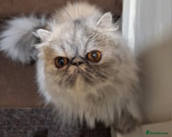 Persian cats - Advert 15