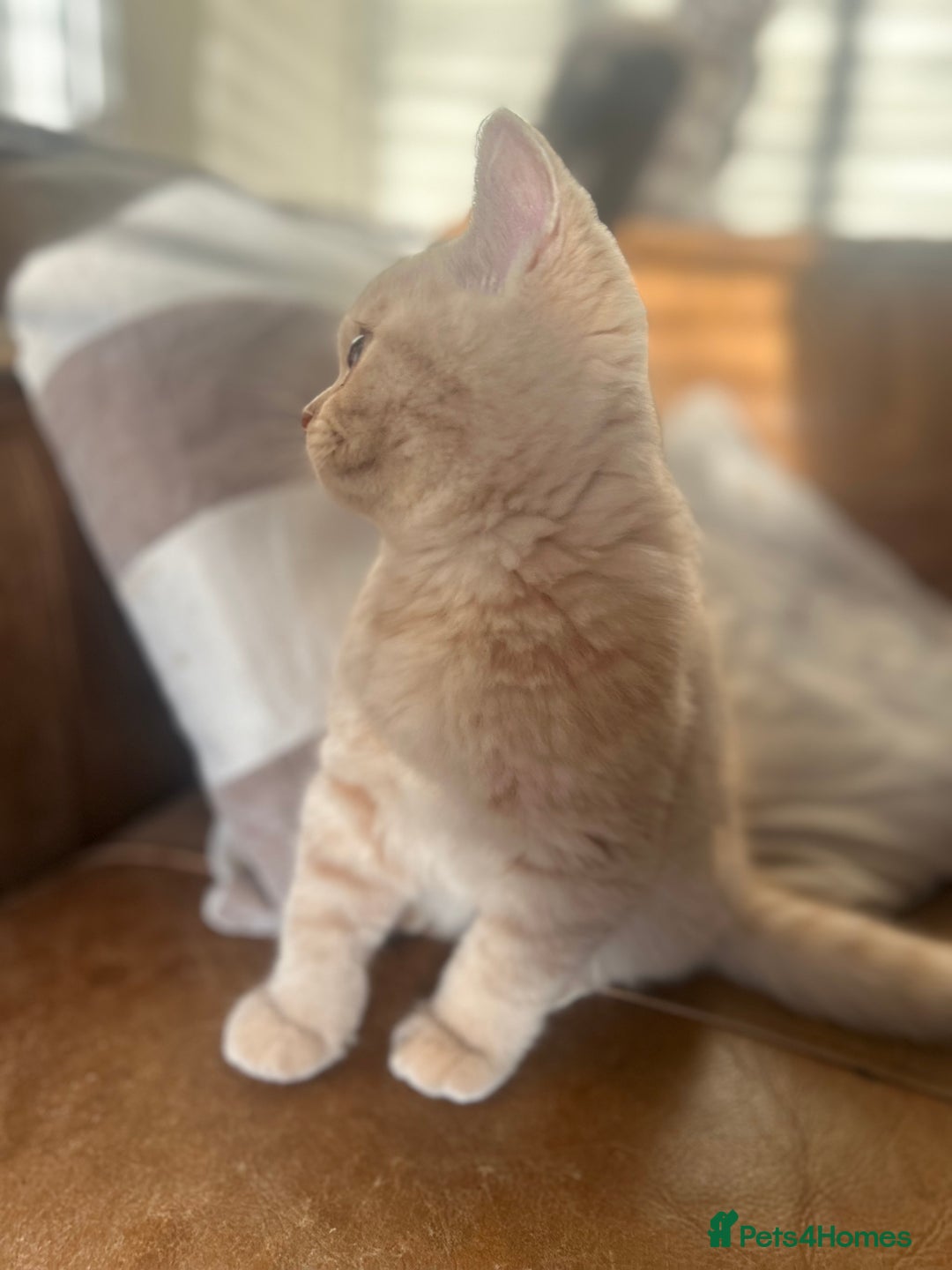 British Shorthair cats for sale: TICA Reg Cream BSH Boy - Advert 3