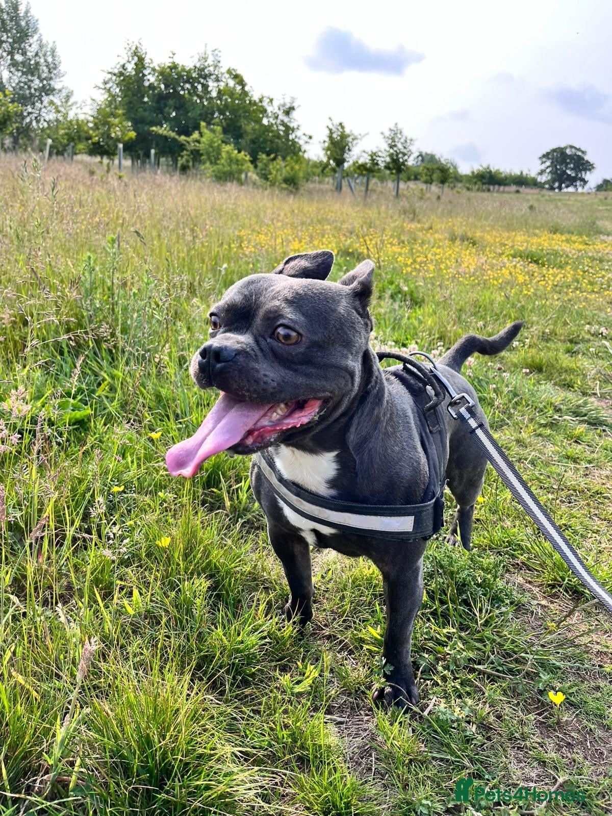 Mixed Breed dogs Blue, staff x frenchie - Advert 3