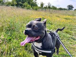 Mixed Breed dogs Blue, staff x frenchie - Advert 3