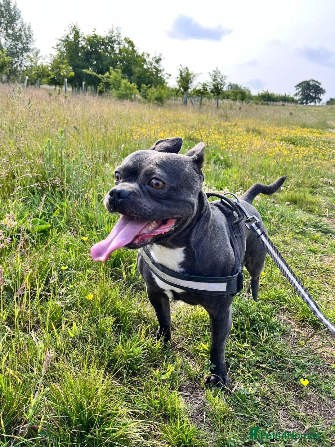 Mixed Breed dogs for stud: Blue, staff x frenchie - Advert 1