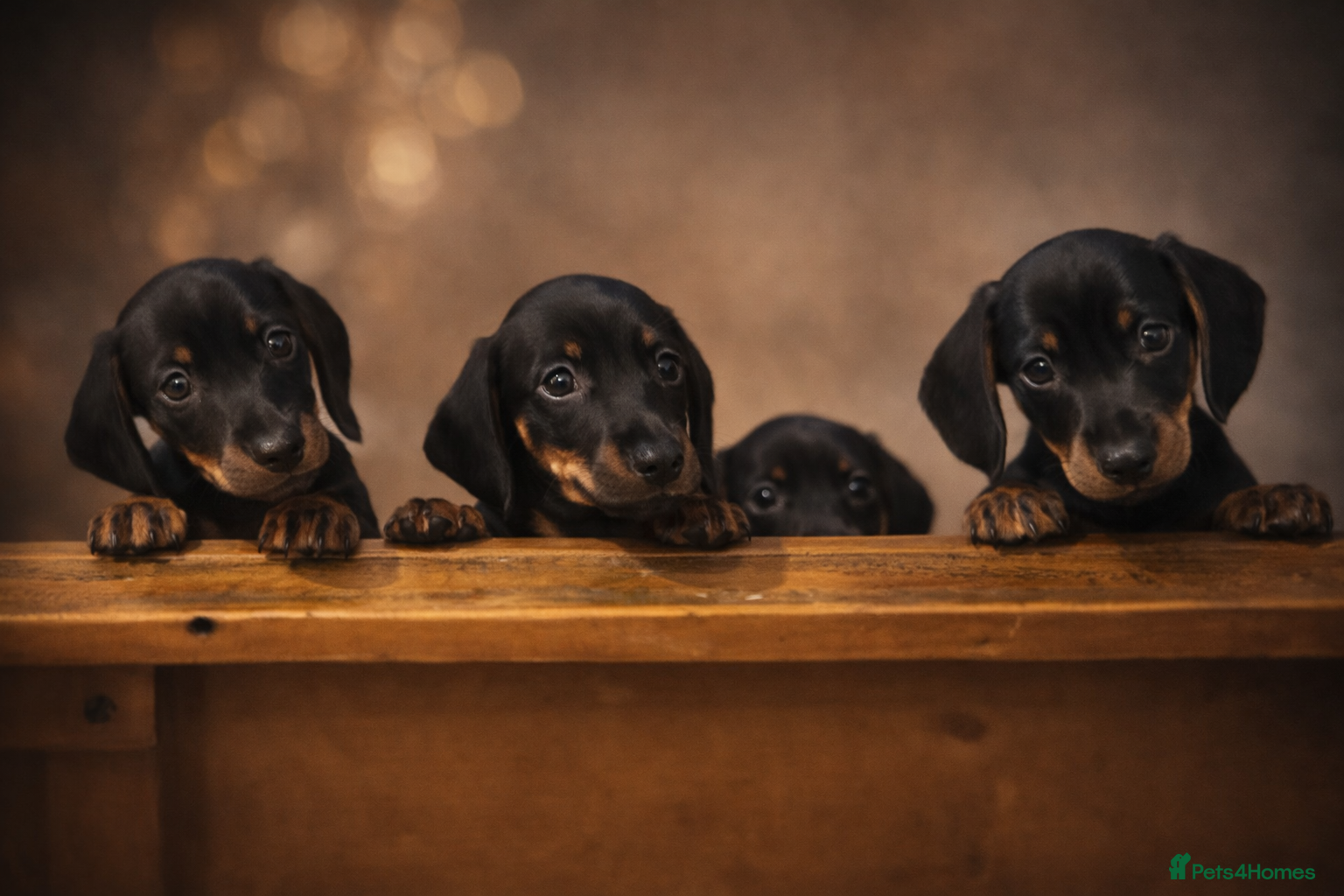 Dachshund dogs Beautiful Mini/Standard Dachshund Puppies – Ready  - Advert 3