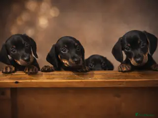 Dachshund dogs Beautiful Mini/Standard Dachshund Puppies – Ready - Advert 3