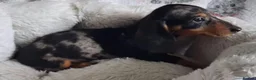 Miniature Dachshund dogs for sale: Stunning Dachshund pups *Ready now* - Advert 23