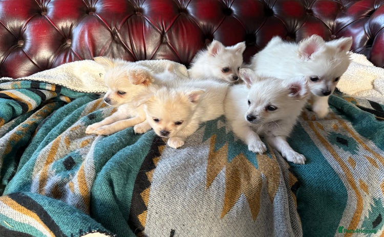 Pomchi dogs - Advert 1
