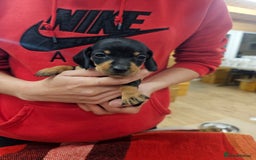 Miniature Dachshund dogs for sale: KC Registered Miniature Dachshund Puppies - Image 32