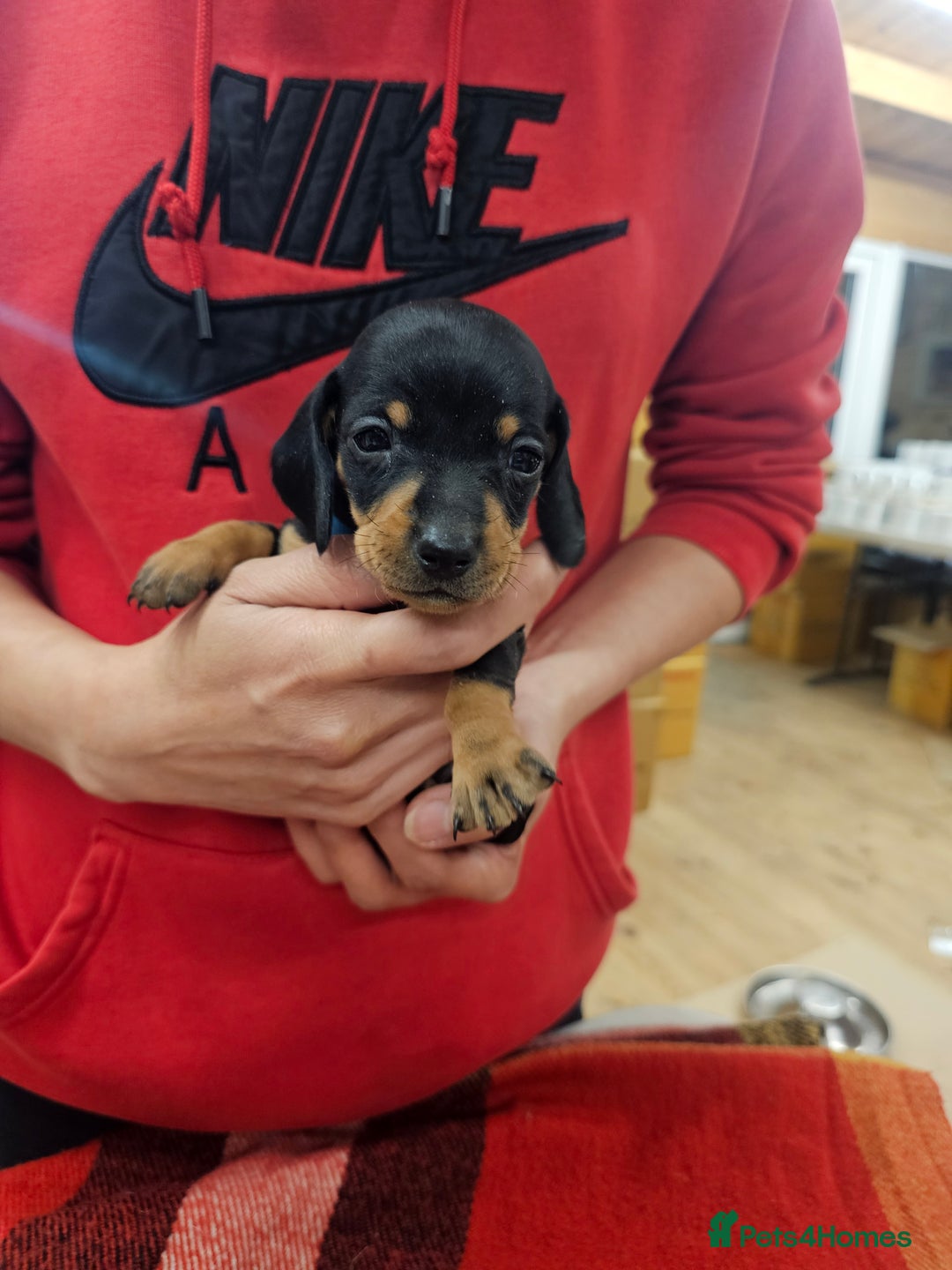 Miniature Dachshund dogs for sale: KC Registered Miniature Dachshund Puppies - Image 32