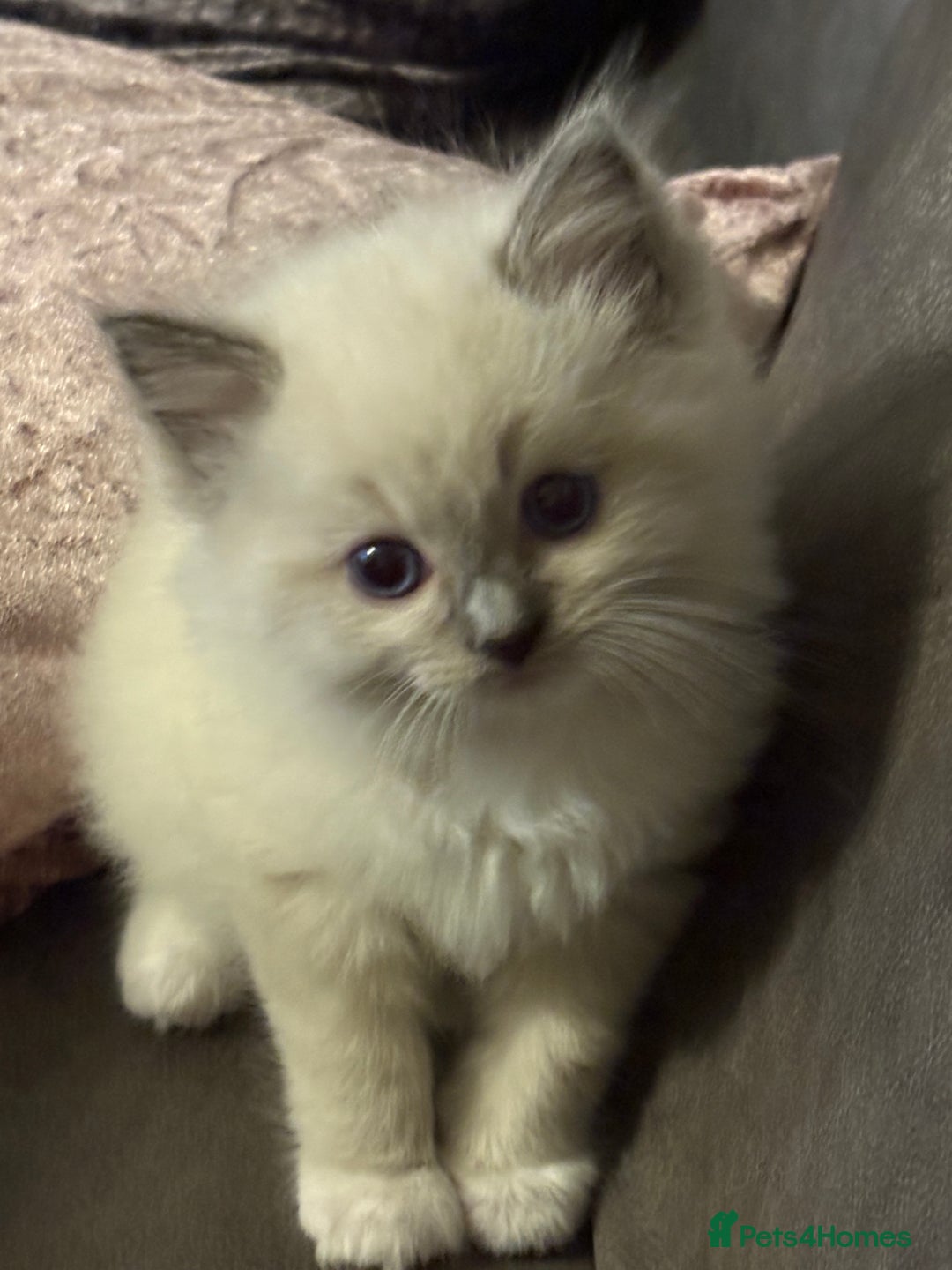 Ragdoll cats for sale: Beautiful Ragdoll kittens - Image 19