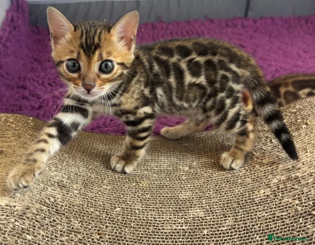 Bengal cats for sale:  Bengal Kittens – Ready for Loving Homes in Leeds - Advert 2