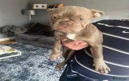French Bulldog dogs for sale: French bulldog puppy  - Image 3
