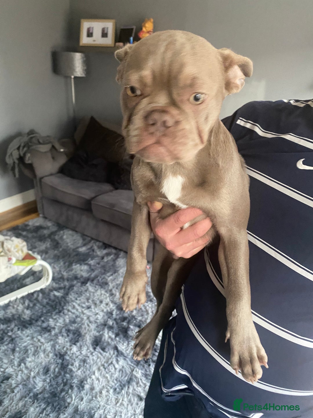 French Bulldog dogs for sale: French bulldog puppy  - Image 3