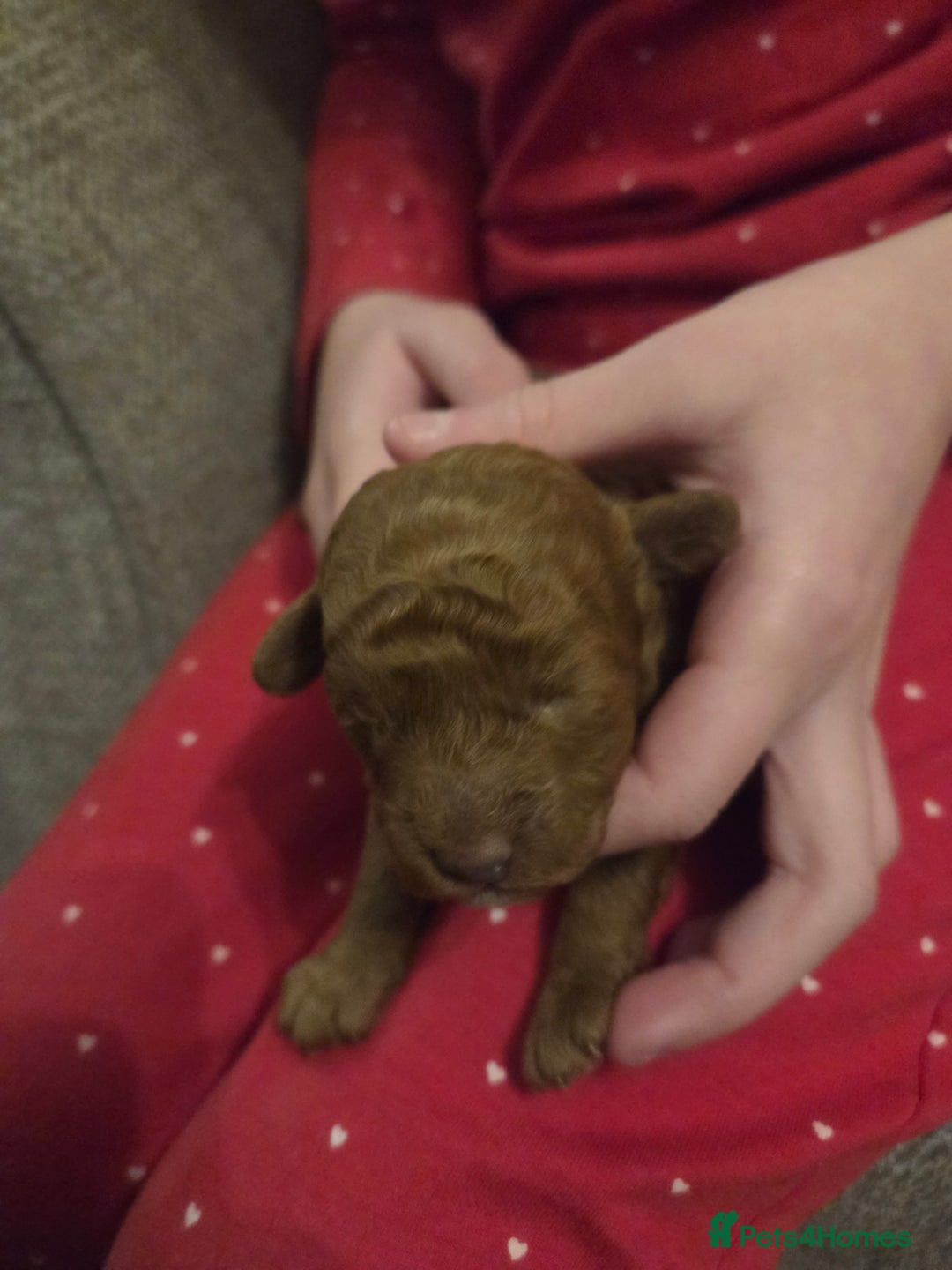 Toy Poodle dogs for sale: Excellent toy poodles! Fox red!  - Advert 10