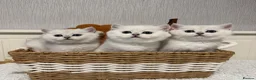 British Shorthair cats for sale: Exceptional Pedigree Silver British shorthairs 🩶 - Advert 8