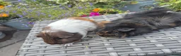 Guinea Pig rodents for sale: Beautiful Female Adult Guinea Pigs - Advert 3