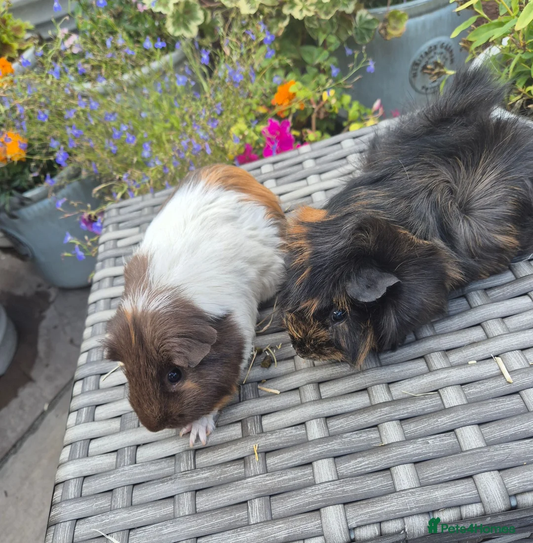 Guinea Pig rodents for sale: Beautiful Female Adult Guinea Pigs - Advert 3