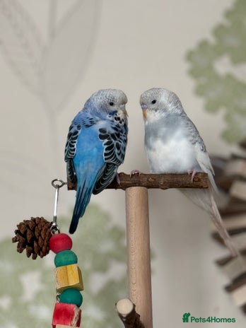 Budgerigars birds - Advert 1