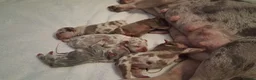 French Bulldog dogs for sale: Two beautiful female French Bulldog puppies in London - Advert 1