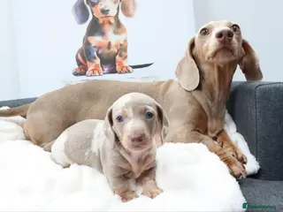 Miniature Dachshund dogs Miniature Dachshund Puppies - Advert 9