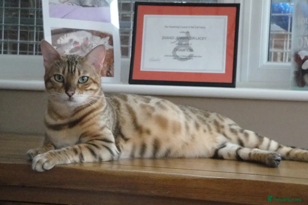 Bengal cats for sale: Bengal Kittens GCCF Registered in Bicester - Advert 1
