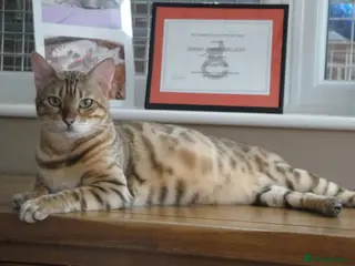 Bengal cats Bengal Kittens GCCF Registered - Advert 1