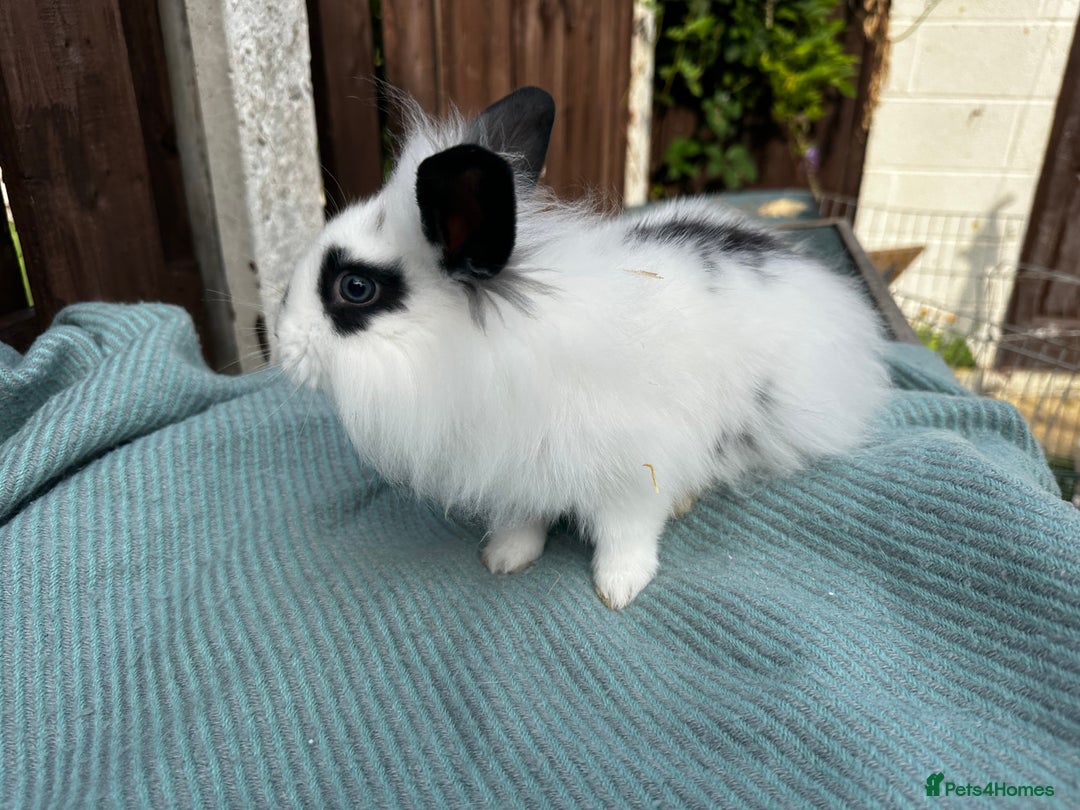 Lionhead rabbits for sale: Baby lion head rabbits for sale - Image 13