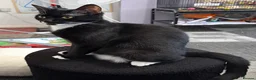 Mixed Breed cats for sale: Meet Poppy! in Ramsgate - Advert 2