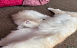 Perdoll cats for sale: Persian/Ragdoll boys  - Image 6