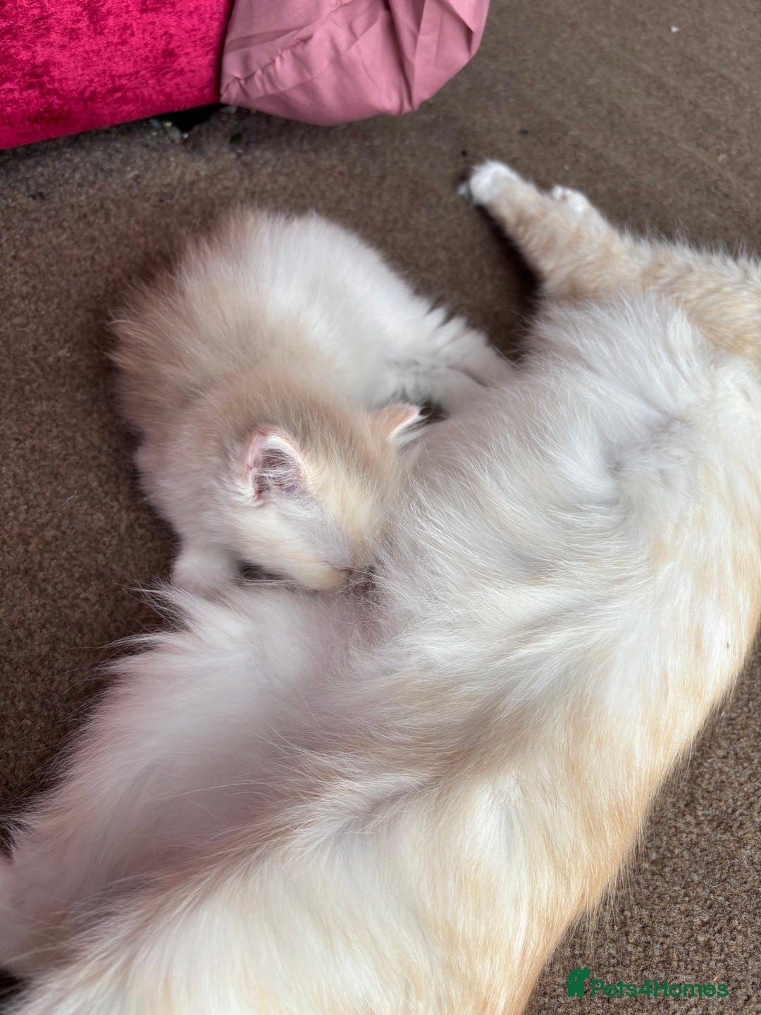 Perdoll cats for sale: Persian/Ragdoll boys  - Image 6