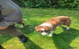 Border Collie dogs for sale: 5 border collie puppies for sale in Builth Wells - Image 2