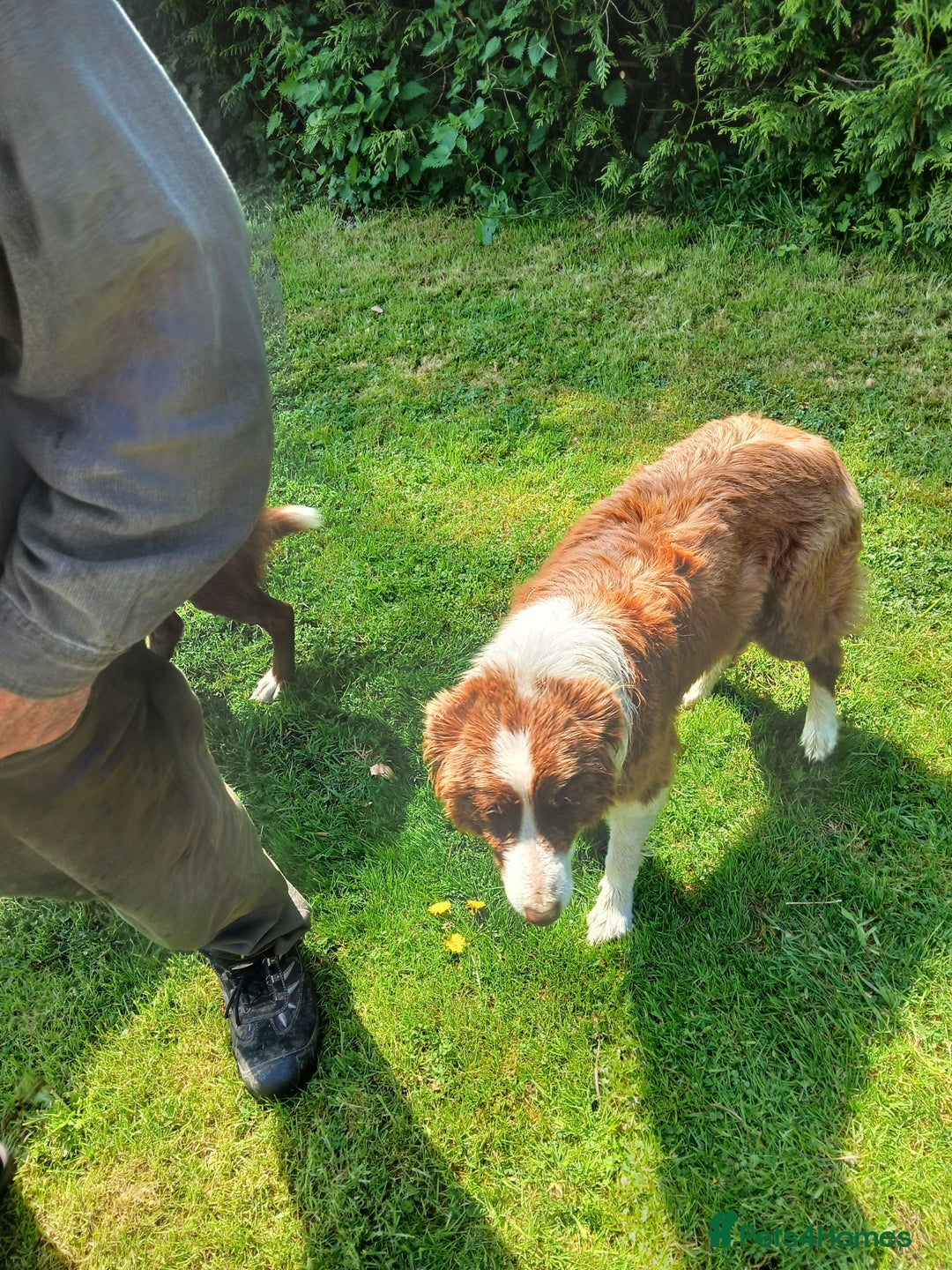 Border Collie dogs for sale: 5 border collie puppies for sale in Builth Wells - Image 2