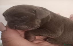 Mixed Breed dogs for sale: Mini hippo puppies  - Image 3