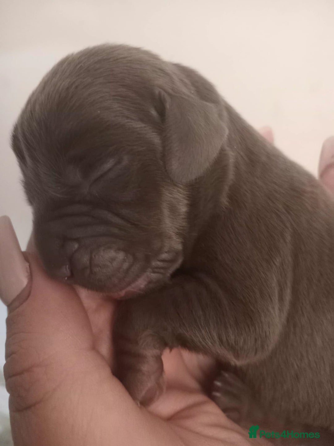 Mixed Breed dogs for sale: Mini hippo puppies  - Image 3