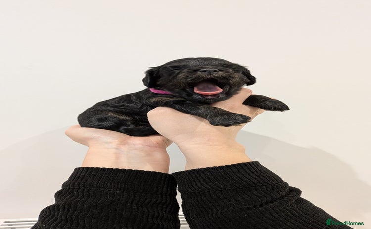 Cavapoo dogs LAST FEMALE - F1 Cavapoo - Parents DNA Tested  - Advert 3