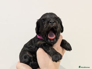 Cavapoo dogs LAST FEMALE - F1 Cavapoo - Parents DNA Tested - Advert 3
