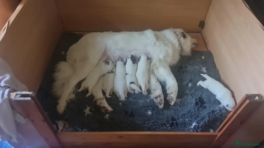 Pyrenean Mountain Dog dogs for sale: 3 bitches and 1 dog available, home reared litter in Weston-super-Mare - Advert 2