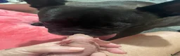 Guinea Pig rodents for sale: Skinny pigs  in Glasgow - Advert 5